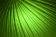 Green Background