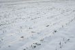 Snowy field