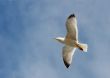 Seagull