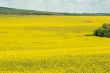 Field
