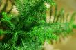 Pine