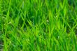 Grass