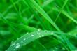 Grass