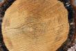 Trunk