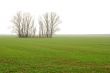 Fog