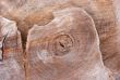 Trunk