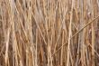 Reed