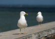 Seagull