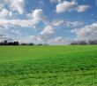 Field