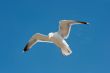 Seagull