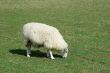 Lamb