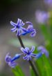 Hyacinth