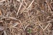 Organic background
