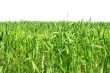 Field