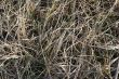 Dry Grass