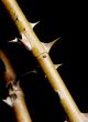 Thorns