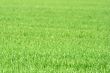 Grass