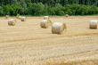 Harvest