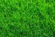 Grass