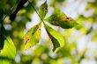 Leaves