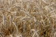 Wheat