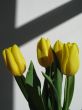 yellow tulips
