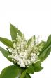 Spray of mayflowers