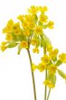 Primrose
