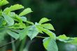 horse chestnut leaves