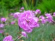 dianthus