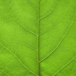 Leaf background