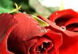 red rose with droplets. Shallow DOF