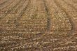 Soil