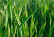 Wheat
