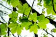 Leaves