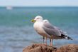 Seagulls