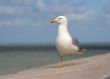 Seagull