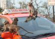 Monkeys on a car