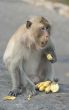 Monkey eating banana