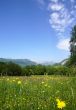 tranquil rural scene with a meadow, forest