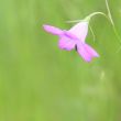 pink flower