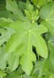 fig leaf