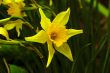 Yellow star.