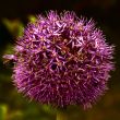 Violet sphere.