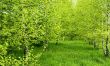 Birch country.
