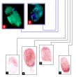 Fingerprints comparison