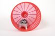 mouse in a red wheel
