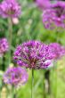 allium flower