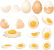 Eggs illustration