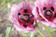 papaver orientale